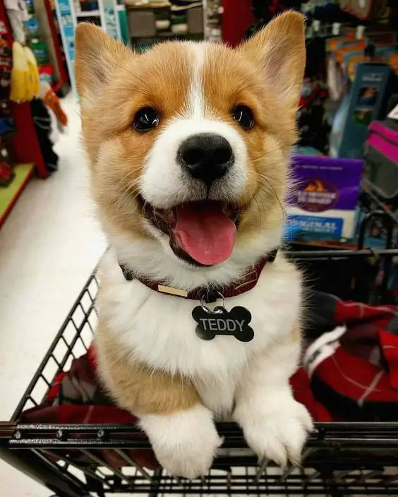 A Corgi puppy standing inside the push cart