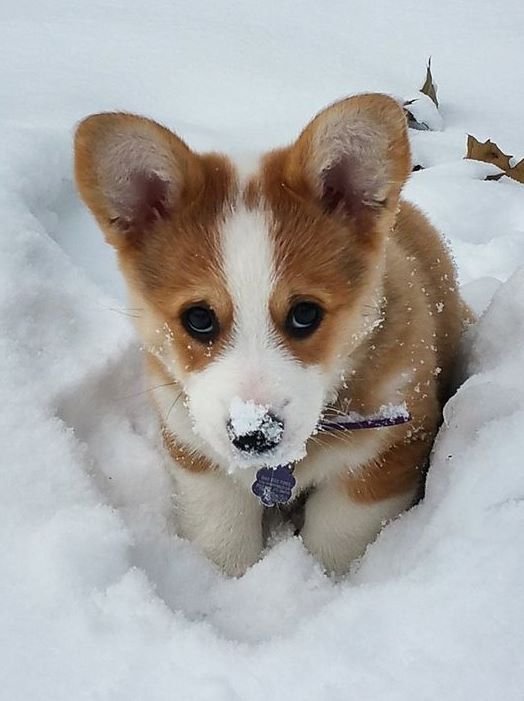 cute Corgi in snow