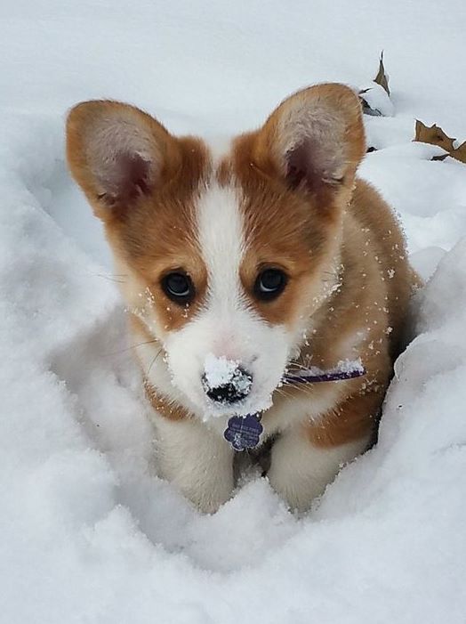 cute Corgi  in snow