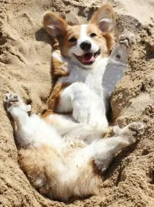 Corgi dog lying on the sand with its happy face