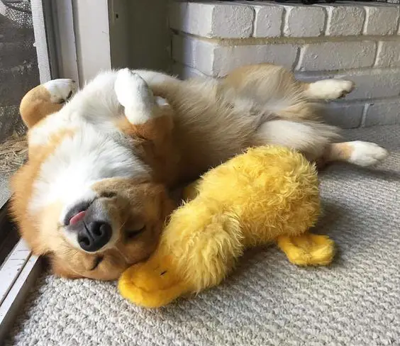 sleeping Corgi lying on its back with its yellow duck stuffed toy