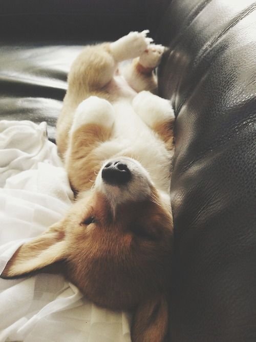 Corgi soundly sleeping on its back in the sofa