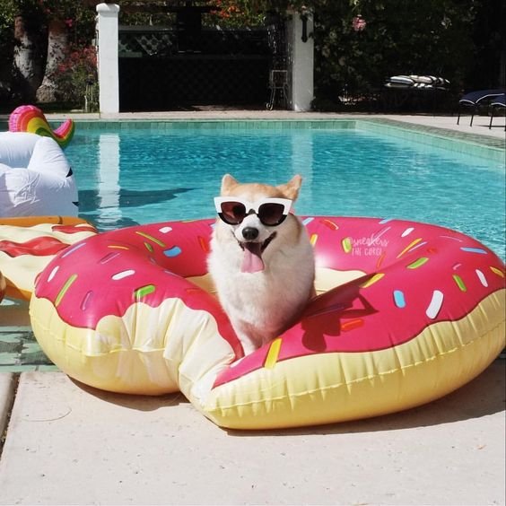 A Corgi on the pool side sitting in a large donut floatie while wearing sunglasses