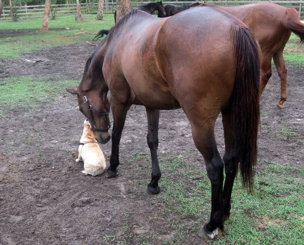 A Corgi sitting on the ground with a horse standing behind him