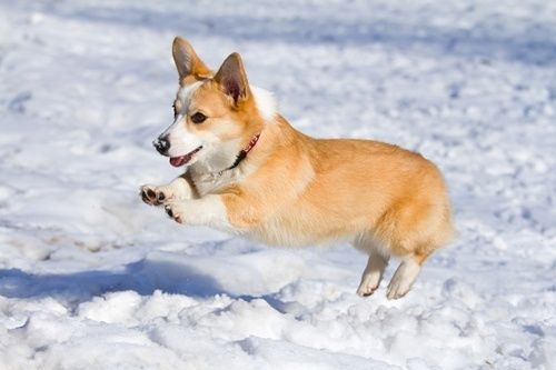 A Corgi jumping in snow