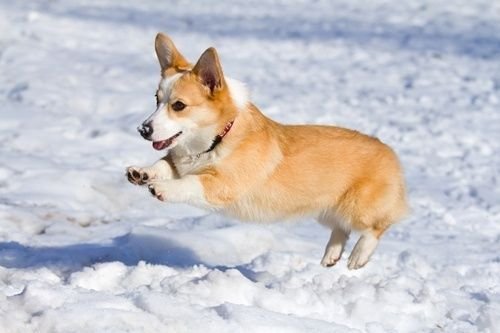 A Corgi jumping in snow