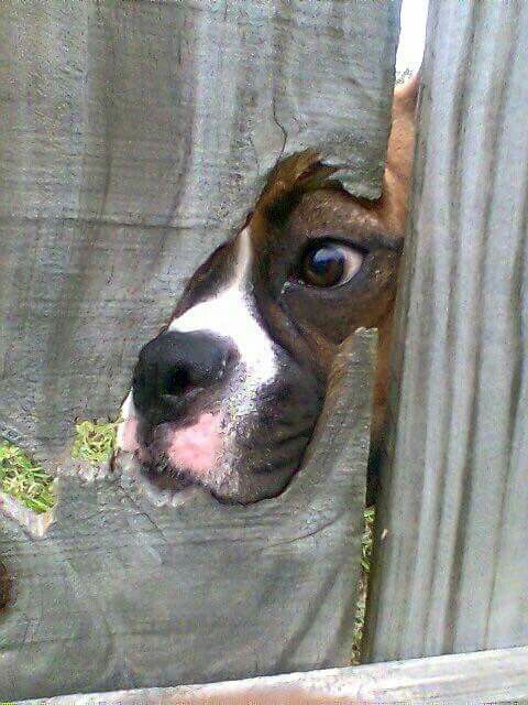 Boxer dog peeking behind the wood fence