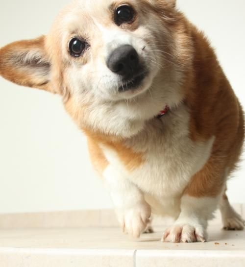 Corgi tilting its head while staring