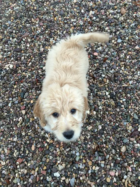 A cream Goldendoodle standing on the pebbles while looking up