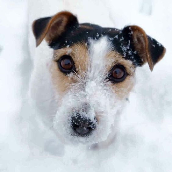 close up face of a Jack Russell Terrier in snow
