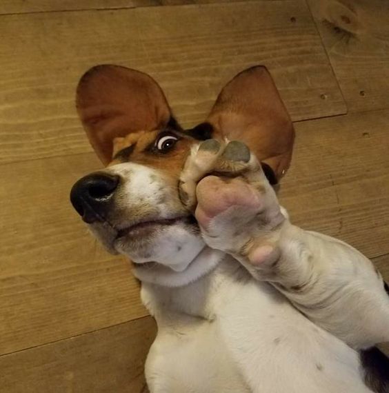 Basset Hound lying on its back on the floor with its surprised expression