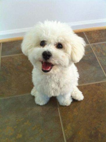 smiling white bichon frise