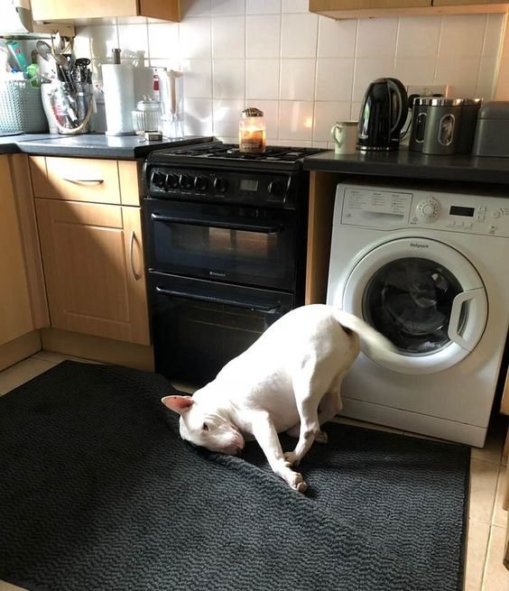 face of English Bull Terrier on the floor while its butt is up