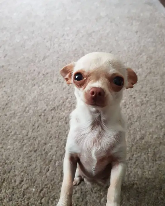 Chihuahua sitting on the floor while staring with its begging eyes