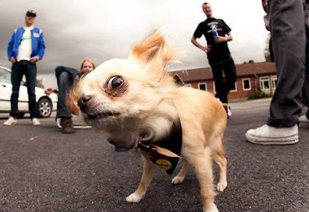 Chihuahua standing on the concrete ground surrounded with four guys while staring suspiciously