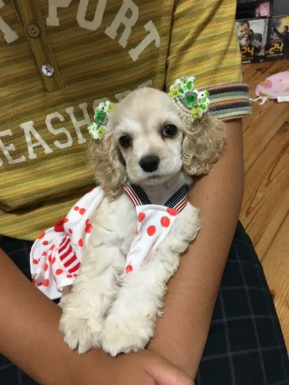 Cocker Spaniel puppy in her pulka dots dress and green floral hair tie sitting on the lap of a man