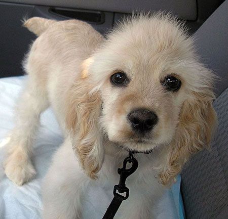 Cocker Spaniel puppy standing on the passenger seat