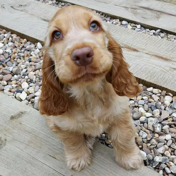 Cocker Spaniel puppy sitting on the wood and pebbles pathway