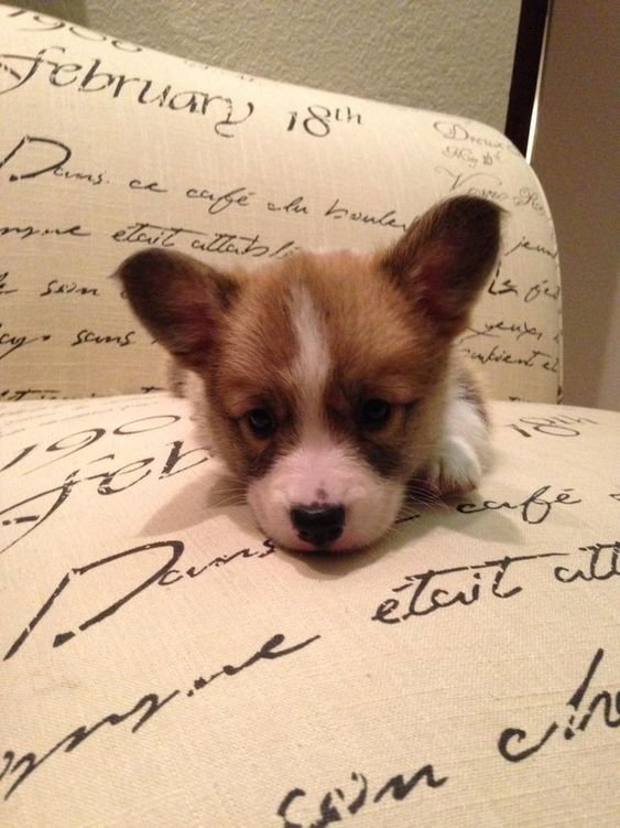 Corgi puppy resting on the couch