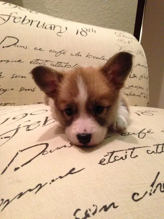 Corgi puppy resting on the couch