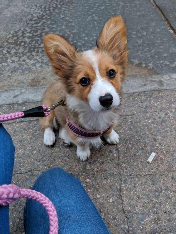 Corgi puppy sitting on the ground