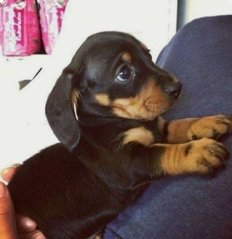 dachshund puppy looking at his owner