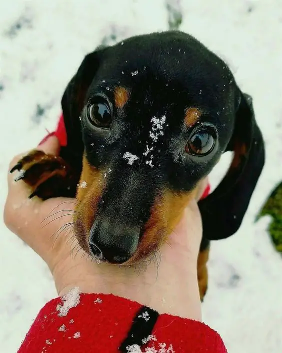 holding dachshund cute face in snow