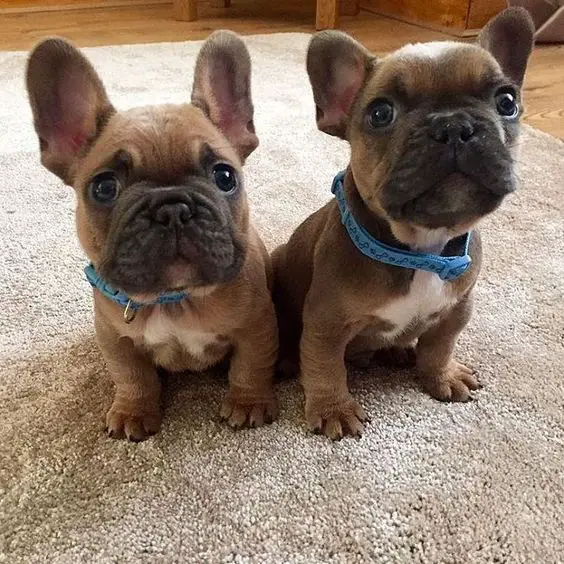 two French Bulldog puppies sitting on the carpet with their adorable begging faces