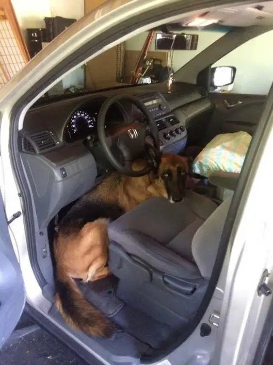 A German Shepherd lying under the driver's seat inside the car