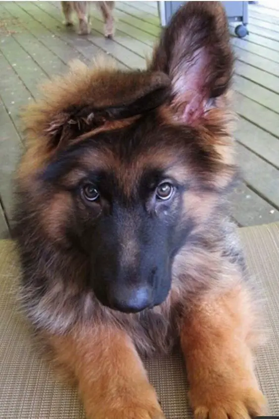 A German Shepherd puppy lying on the floor with its one ear up
