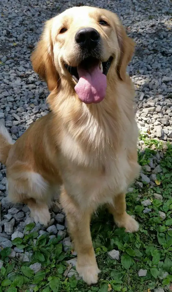 A Golden Retriever sitting on top of the rocks on the ground while smiling with its tongue out