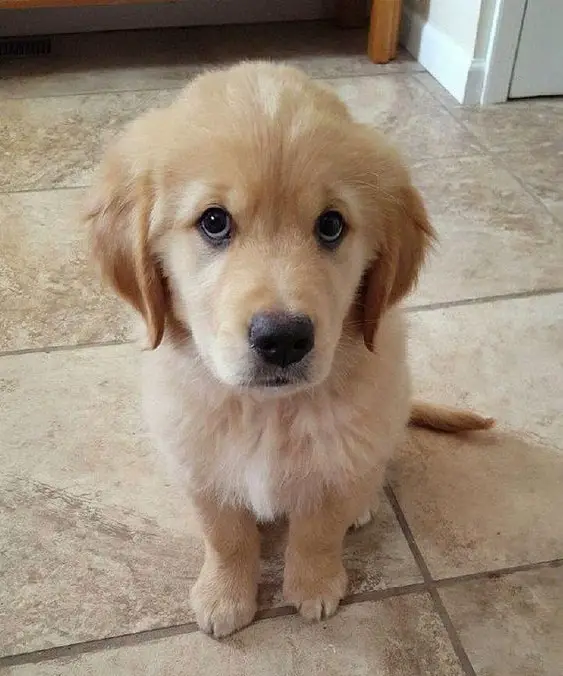 A Golden Retriever puppy sitting on the floor with its sad face