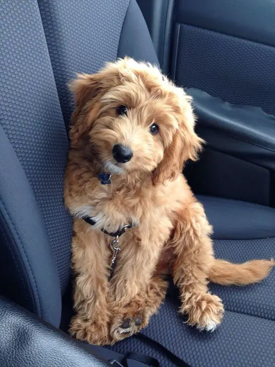 A cream Goldendoodle sitting in the passenger seat with its adorable face