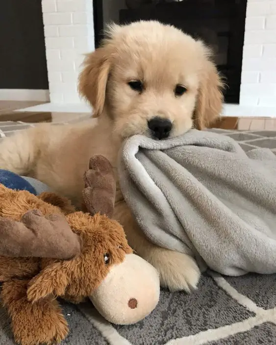A Golden Retriever puppy lying on the carpet while biting its blanket