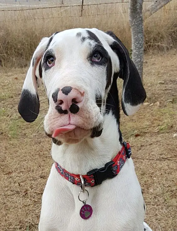 Great Dane dog with its tongue sitcking out