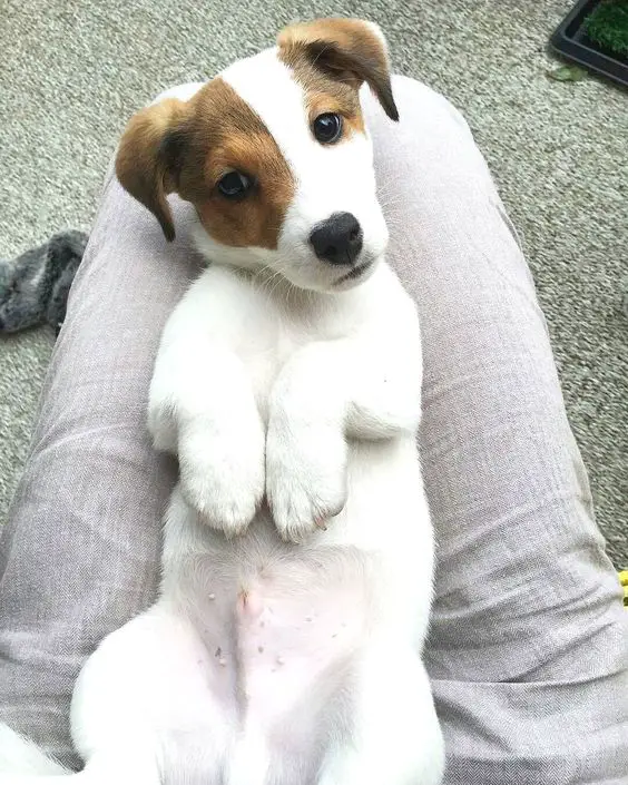 Jack Russell puppy lying on its back on the lap of a woman sitting on the floor