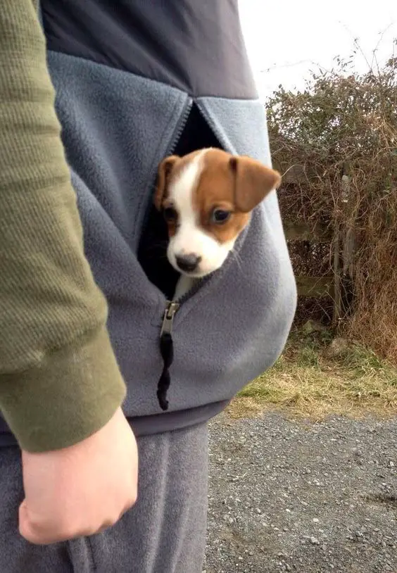 Jack Russell Terrier puppy inside the pocket of the sweatshirt