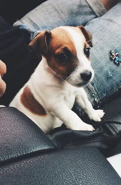 Jack Russell Terrier puppy sitting on the couch beside its owner