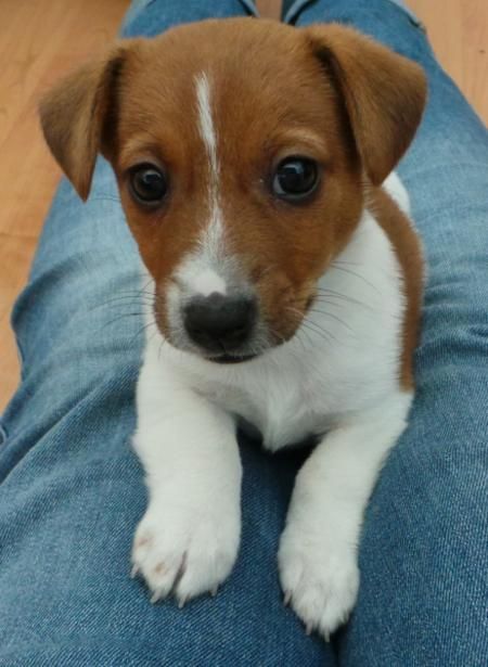 adorable Jack Russell puppy lying on top of the woman's lap