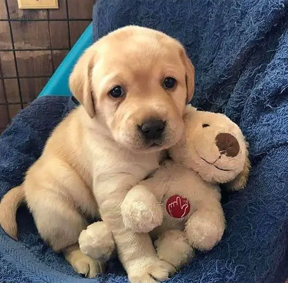 A Labrador puppy sitting on the chair with its stuffed toy
