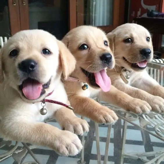 three smiling Labrador puppies on the table