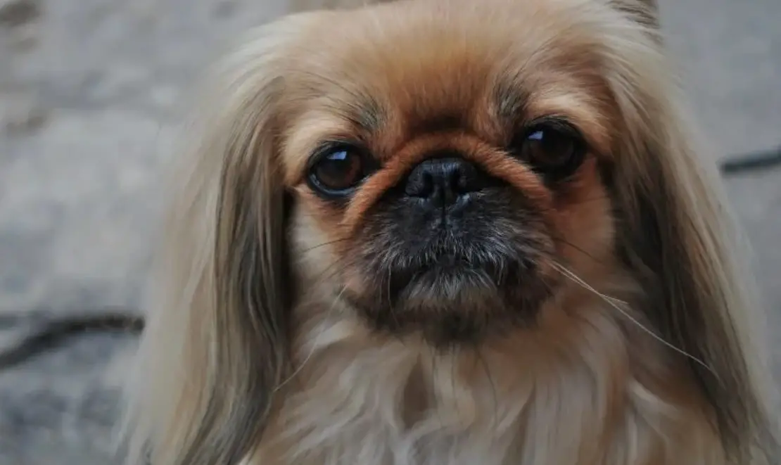 A Pekingese sitting on the pavement with its curious face