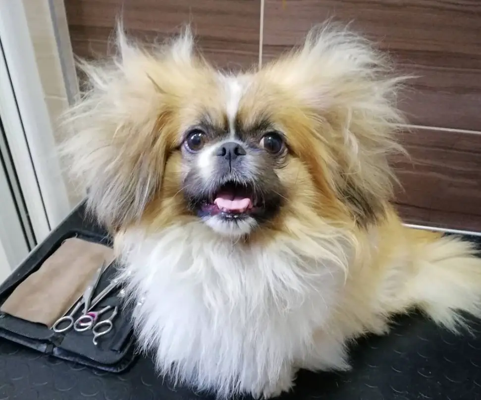 A Pekingese with a crazy hair siting in the carpet while smiling