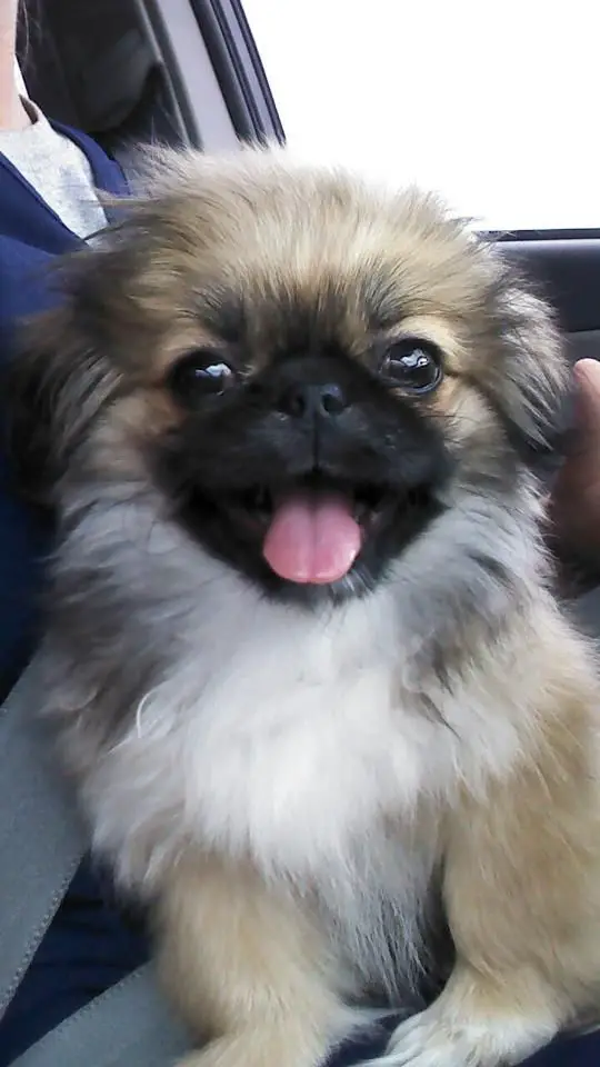 A Pekingese sitting on top of the lap of a person sitting inside the car