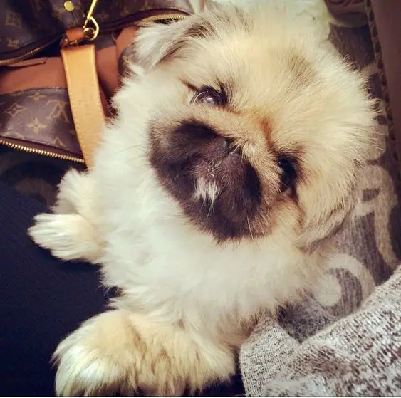 A Pekingese sitting on the couch next to a person and the bag