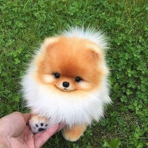 Pomeranian smiling while looking up with its paws in a person's hand