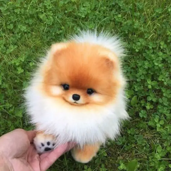 cute Pomeranian puppy with its paws in the hands of its owner in a green grass background