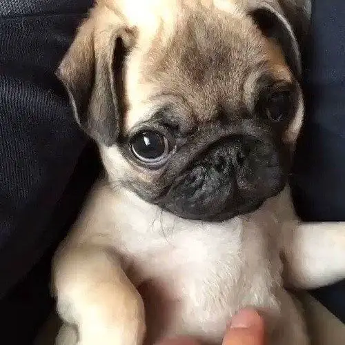 Pug puppy with its adorable eyes