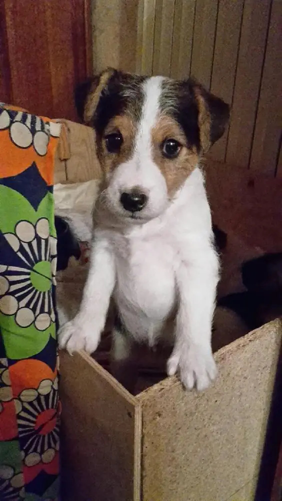 Jack Russell Terrier standing up  behind its bed with wood fence