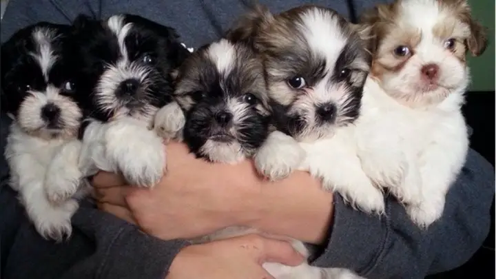 man carrying Shih Tzu puppies in his arms